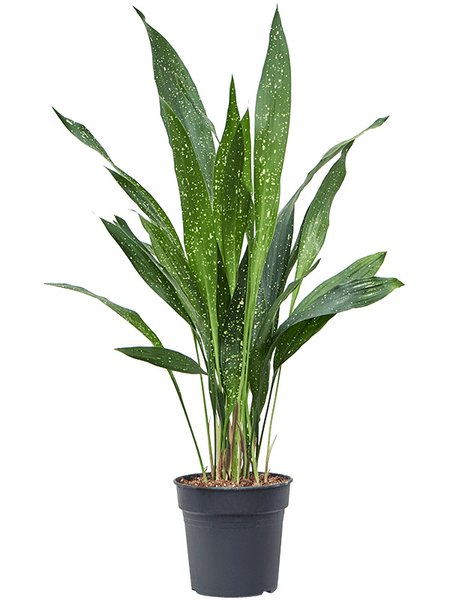Aspidistra elatior 'milky way', Tuff, im 17cm Topf, H�he 65cm, Breite 40cm