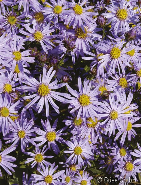 Aster ager.var. adustus 'Nanus', Ageratum, �hnliche Aster