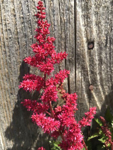 Prachtspiere 'Fanal' (Astilbe x arendsii 'Fanal')