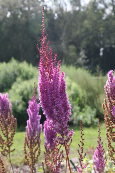 Astilbe x chinensis var. taquetii 'Purpurlanze'