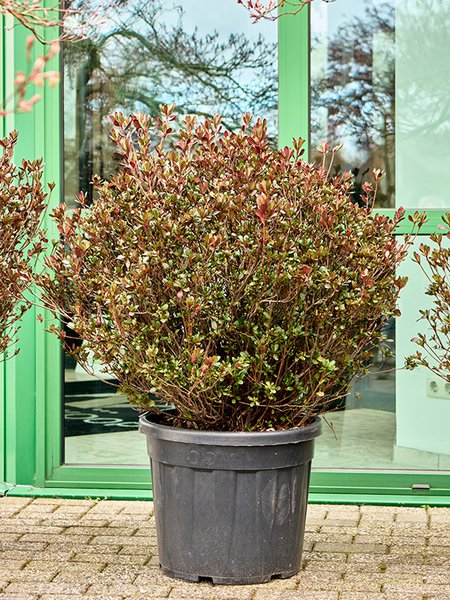 Azalea japonica 'Johanna' (110-130), Busch, im 45cm Topf, H�he 120cm, Breite 85cm