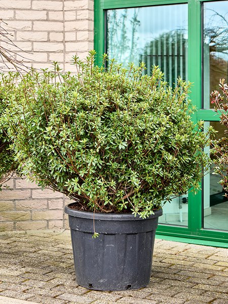 Azalea japonica 'Purple Splendor', Busch, im 45cm Topf, H�he 130cm, Breite 120cm