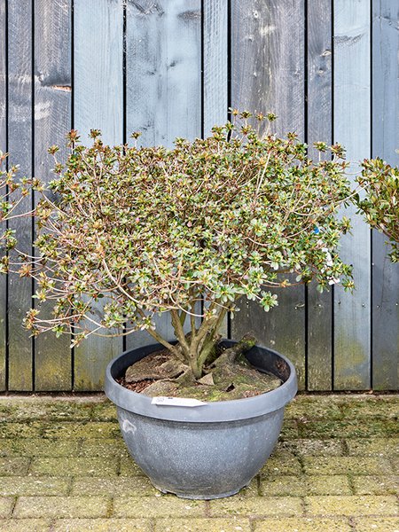 Azalea satsuki 'Fuji No Ka' (80-100), Busch, im 40cm Topf, H�he 90cm, Breite 90cm