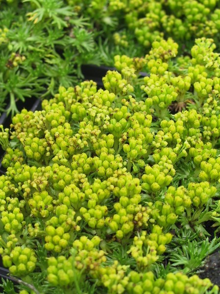 Azorella trifurcata 'Nana'