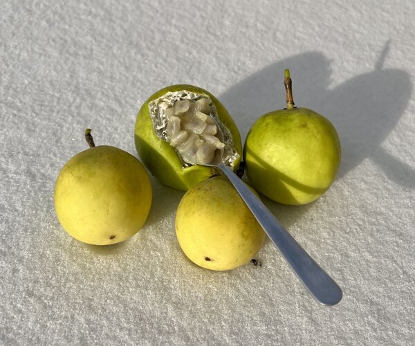 Passiflore rustique, Passiflora incarnata