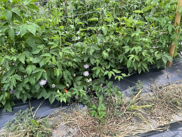 Plantes grimpantes de fruits de la passion rustiques