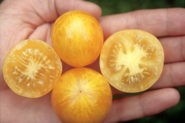 Produire ses propres semences, Tomates de balcon, Balkontomate Silbertanne Tomate auf Hand