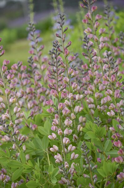 Baptisia x cultorum 'Pink Truffles', F�rberh�lse