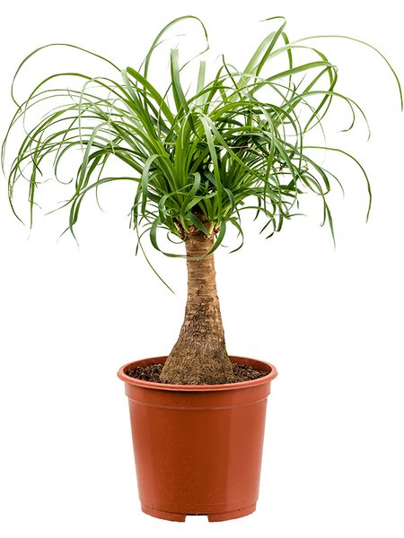 Beaucarnea recurvata, Stamm (20), im 19cm Topf, H�he 50cm, Breite 30cm