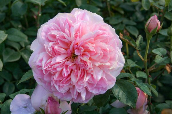 Roses parfum&eacute;es, Rosier de parterre Dame de Chenonceau&reg; (corr.)