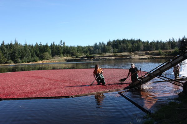 R&eacute;colte de canneberges aux &Eacute;tats-Unis Lubera