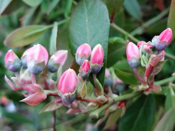 Plantes compagnes pour les myrtilliers Lubera Sunshine Blue