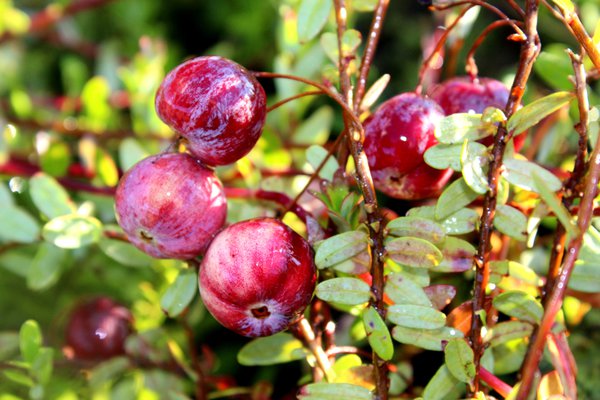 Plantes d&rsquo;accompagnement pour myrtilles Cranberry Red Balloon