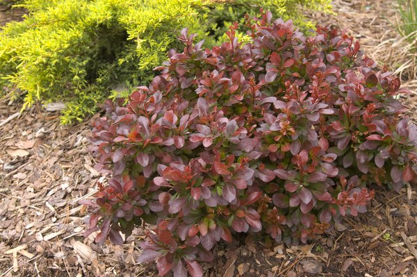 Arbustes r&eacute;sistants &agrave; la s&eacute;cheresse, Berberis, &eacute;pine-vinette