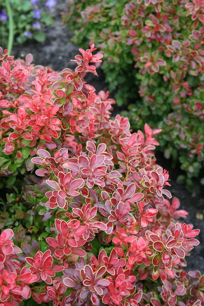 Berberis thunbergii 'Admiration'�