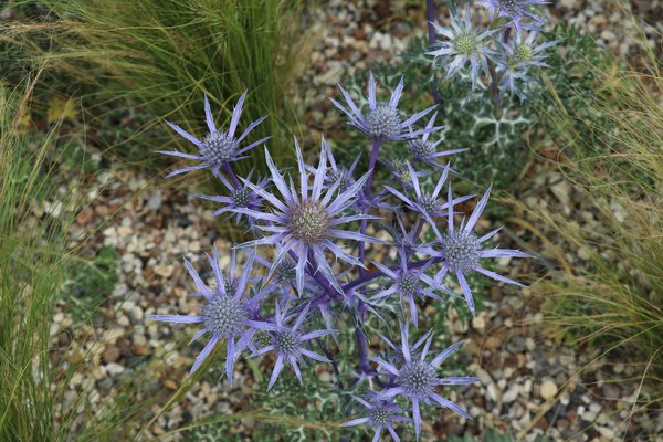 Hampton Court Beth Chatto, pr&eacute;server l'humidit&eacute; du sol, chardon bleu, s&eacute;cheresse dans le jardin