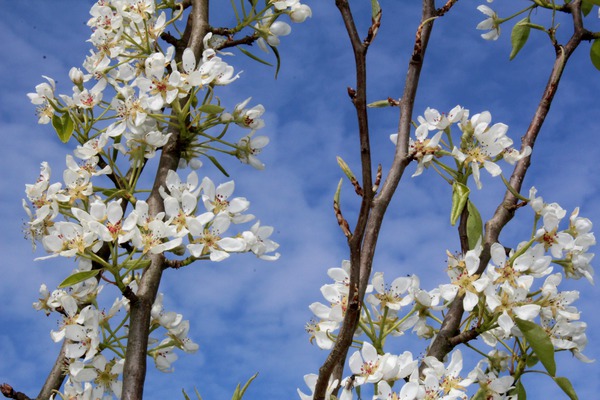 Pyrus communis floraison