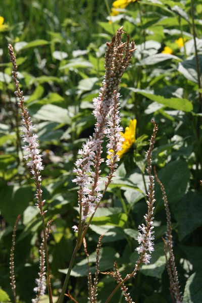 Bistorta amplexicaulis 'Album'