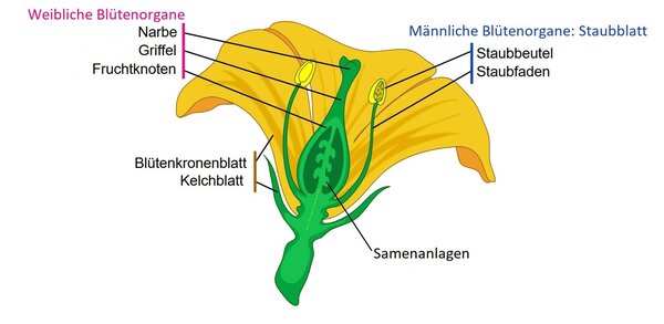 Structure de la fleur, simplifi&eacute;e