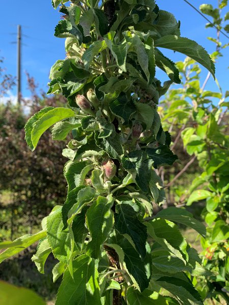 Pomme sans p&eacute;pins s&eacute;lection 2021/22&nbsp;s&eacute;lection Seedless Apple parcelle d&rsquo;essai p&eacute;pini&egrave;re Buchs fleurs, Lubera