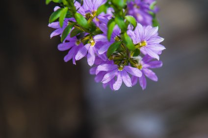 Fleur &eacute;ventail de f&eacute;e (Scaevola aemula) en pleine floraison