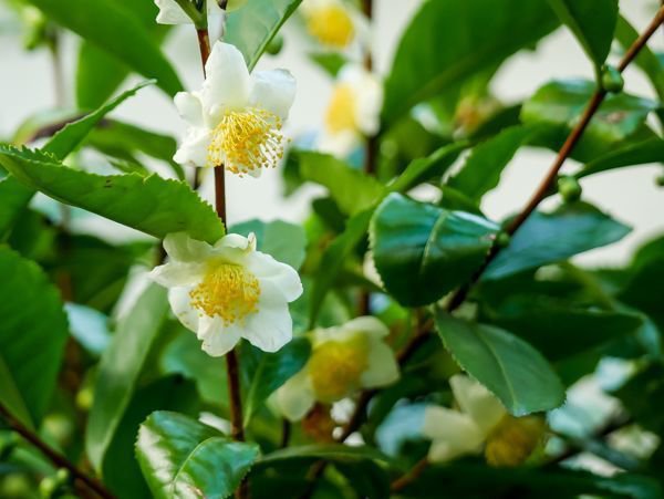 Camellia sinensis, Plantes rustiques