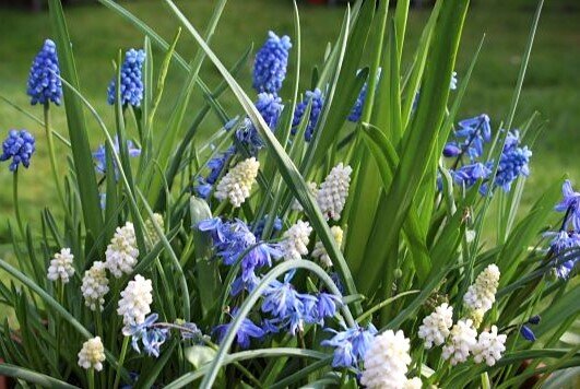 M&eacute;lange de bulbes &agrave; fleurs &laquo; Fra&icirc;cheur printani&egrave;re &raquo;, m&eacute;lange de bulbes &agrave; fleurs, n&eacute;fleur d'&eacute;t&eacute; (Leucojum aestivum) &laquo; Gravetye Giant &raquo;, m&eacute;lange de muscaris (Muscari armeniacum), jacinthe &eacute;toil&eacute;e (Chionodoxa luciliae) &laquo; Alba &raquo;, jacinthe &eacute;toil&eacute;e (Chionodoxa forbesii) &laquo; Blue &raquo;, campagnols