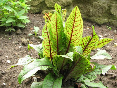 Oseille sanguine (Rumex sanguineus)