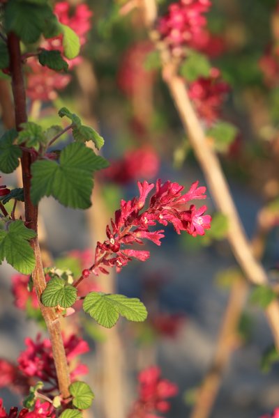 Blutjohannisbeere, Zierjohannisbeere 'RedHope'�, Ribes sanguineum
