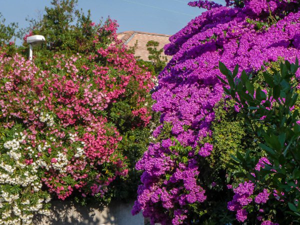 Planter un bougainvillier