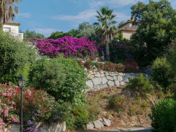 Planter un bougainvillier