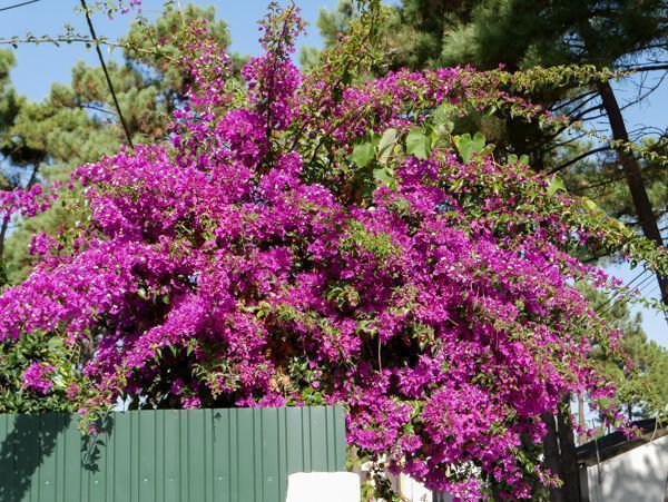 Planter un bougainvillier