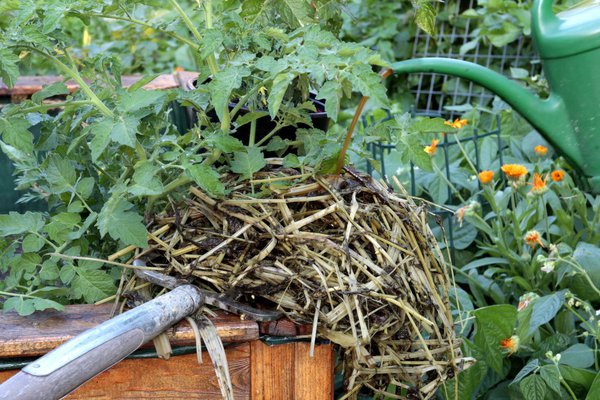 Purin d’ortie dans le jardin bio