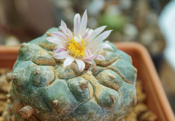 Brevipalpus, acarien, cactus, cact&eacute;es
