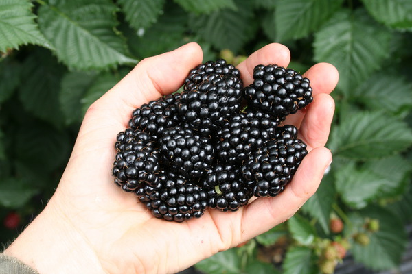 Ronce fuiti&egrave;re Lubera&reg; Navaho&reg; Summerlong&reg; Autosuffisance en framboises et m&ucirc;res