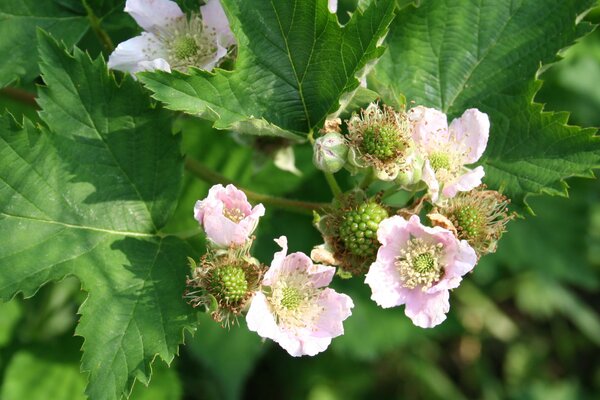 M&ucirc;re de ronce fruti&egrave;re Lubera&reg; Original Navaho&reg; (Rubus fruticosus)