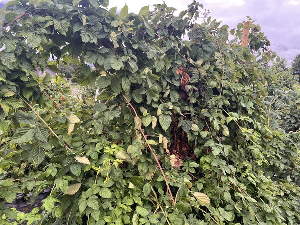 M&ucirc;res, Rubus fruticosus, s&eacute;cheresse 2026