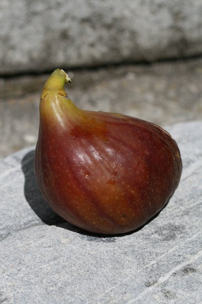 Figuier sur tige figue-fruit Brunswick Lubera