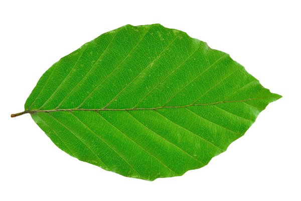 Feuille de h&ecirc;tre