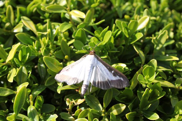 Papillon de la pyrale du buis