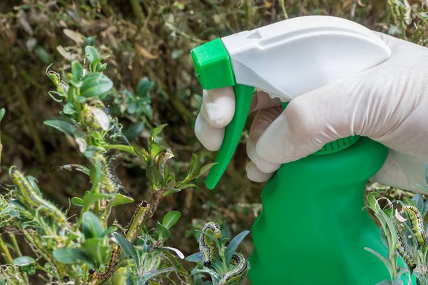  Lutter contre la pyrale du buis en pulv&eacute;risant des traitements