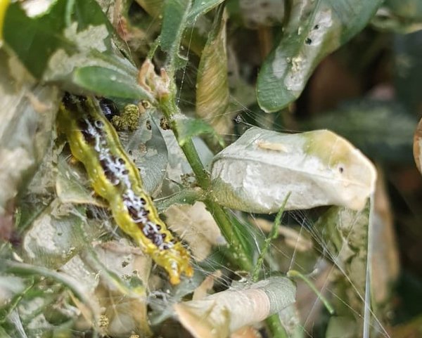 Pyrale du buis : Chenille
