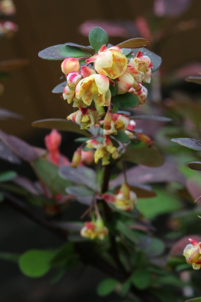 Berberize 'Harlequin' Bl�ten