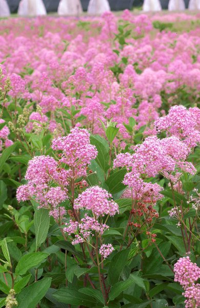 S�ckelblume Ceanothus delilianus Marie Rose (� Hortival Diffusion)