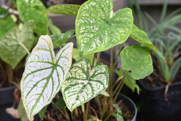 Caladium Candidum, Caladium, acheter de ailes d'ange, plante &agrave; tubercule