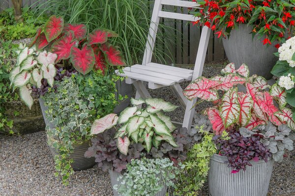Caladium Hybride, Caladium, acheter de ailes d'ange, plante &agrave; tubercule