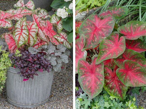 Caladium Hybriden, Caladium, acheter de ailes d'ange, plante &agrave; tubercule