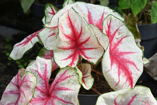 Caladium Fiesta, Caladium, acheter de ailes d'ange, plante &agrave; tubercule