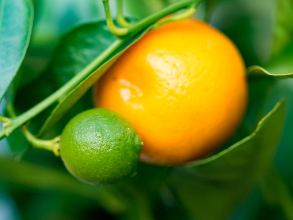 Planter le calamondin