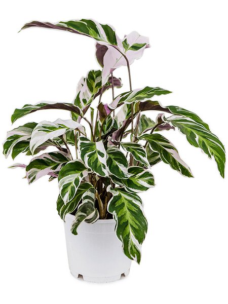 Calathea 'Fusion White', im 14cm Topf, H�he 40cm, Breite 35cm